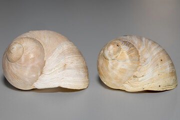 Sordid Moon Snail (Polinices sordidus), Narooma, NSW, January 2023