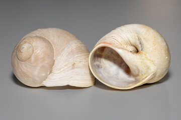 Sordid Moon Snail (Polinices sordidus), Narooma, NSW, January 2023