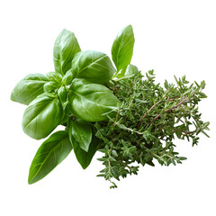 Summer herbs bundle with thyme, rosemary, and basil isolated on white background