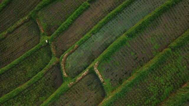 Subak Jatiluwih in Tabanan, Bali, is an ancient irrigation system, preserving tradition and harmony. A UNESCO heritage site, it attracts global visitors