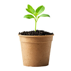 Compostable garden pot with sprouting plant isolated on white background