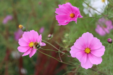 Fototapeta premium コスモス