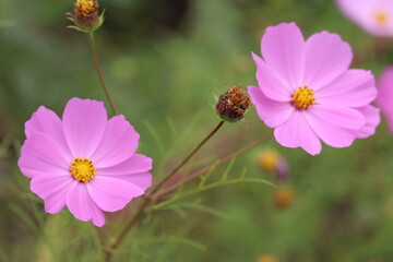 コスモス
