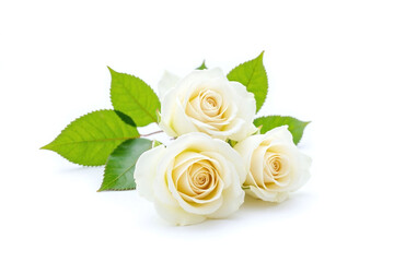 three white roses with green leaves on a white background
