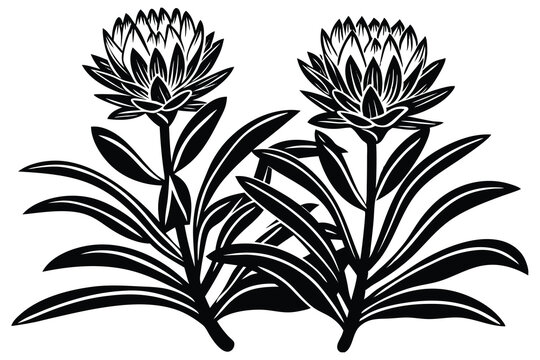 Fynbos, black  white,