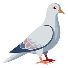 Dove isolated on white background