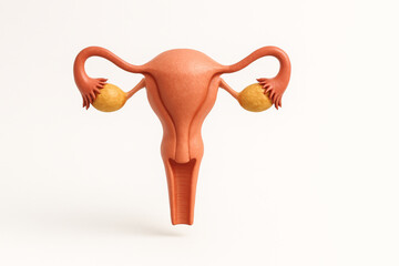 detailed anatomical model of female reproductive system, showcasing uterus, fallopian tubes, and ovaries