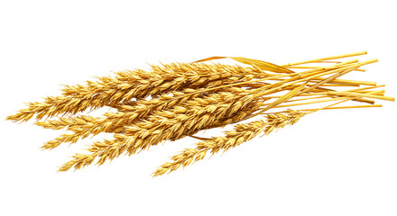 A close up view of several stalks of golden wheat arranged on a black background in a studio shot © Md_Hasnain_Asif