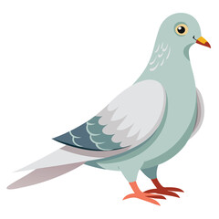 Dove isolated on white background
