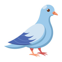 Dove isolated on white background