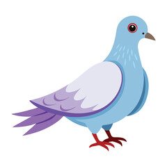 Dove isolated on white background