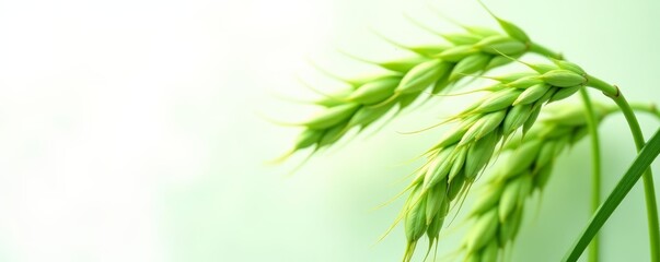 Obraz premium Close-up of fresh green oat ears on a white background, organic, grain