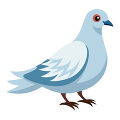Dove isolated on white background