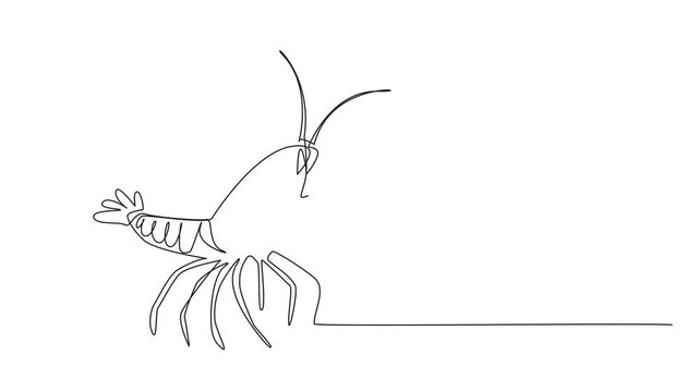 Animation of continuous line drawing crawfish posing. Aquatic animal with large pincers. This animal has a smaller body. National Crawfish Day. Single line self drawing animated. Full length motion
