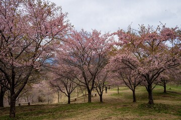 Naklejka premium 長湯温泉の大漁桜