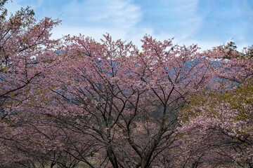 長湯温泉の大漁桜