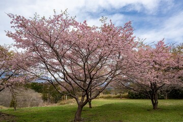 長湯温泉の大漁桜