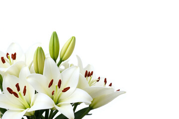 white lilies on a white background © Ease Enjoy