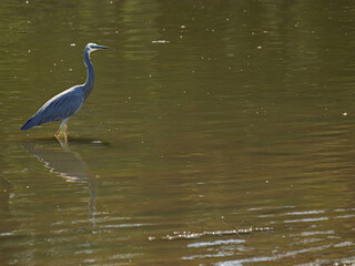 Grey Heron Stands In Lake
