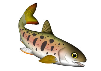 日本の淡水魚　アマゴ,アメゴ