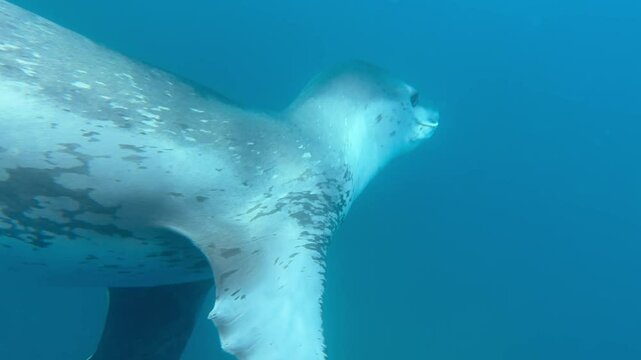 Leopard seal under water in Antarctica 