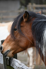 Obraz premium Young Paint Mustang Assateague Chincoteague Pony Horse Portrait Chestnut