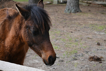 Young Brown Paint Mustang Assateague Chincoteague Pony Horse Portrait