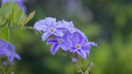 A photograph of Duranta erecta flowers. Taken during the day in Las Piñas, Metro Manila, Philippines.