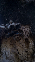 A photograph of a fungus or mushroom on a bark of a tree. Taken during the day in Las Pi&ntilde;as, Metro Manila, Philippines.