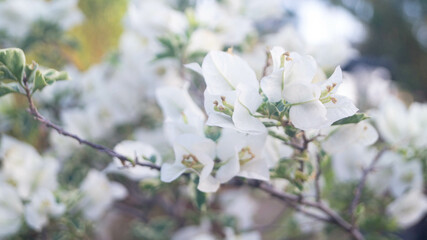 Bougainvillea Flowers