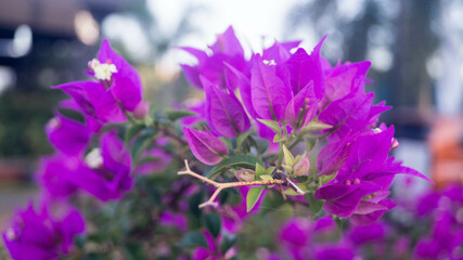 Bougainvillea Flowers