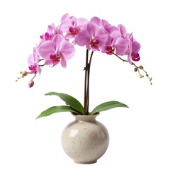 Fototapeta premium orchid flowers in ceramic vase isolated on transparent or white background