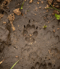 Channel Island Fox Print In Mud