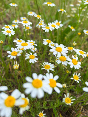 Fototapeta premium This scene showcases a vibrant field of daisies in full bloom, exuding charm and joy