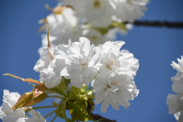 千原桜