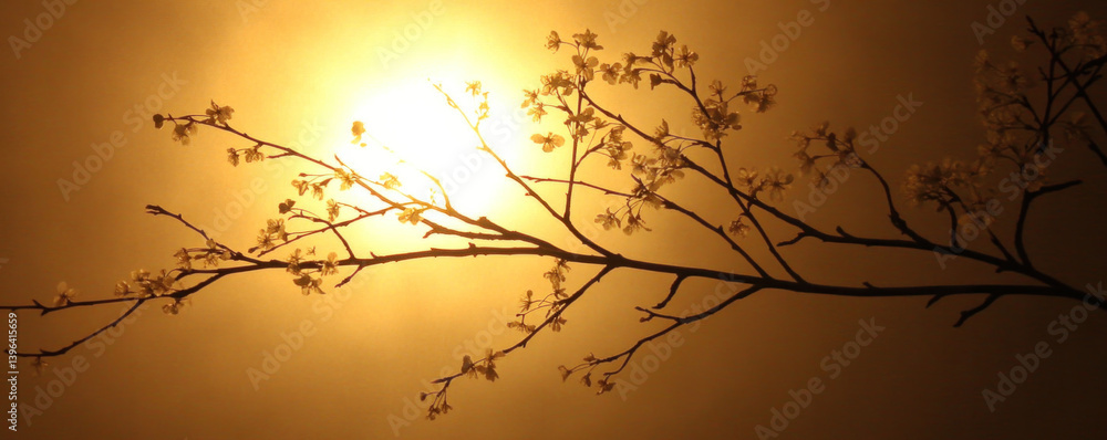 Poster a branch of a tree with a sun shining on it. the sun is in the background and the branch is in the f