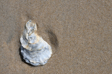 Single white and grey oyster Seashell in brown Sand beach