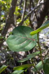 green leaves on a tree
