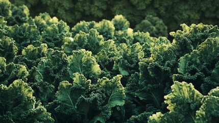Naklejka premium Growing Organic Kale Field with Vibrant Green Leaves in Sunlight