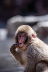 Naklejka premium Funny Close-Up Portrait of a Japanese Snow Monkey in Winter