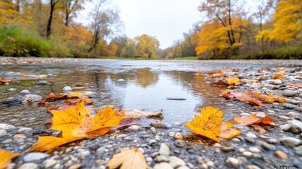 Obraz premium Colorful autumn leaves floating on a serene river, surrounded by vibrant fall foliage, shallow focus with clear reflections, and peaceful nature scene.