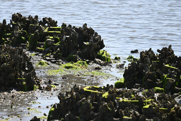 Mussels on Coastal Rock Formations with Algae water background shore low tide