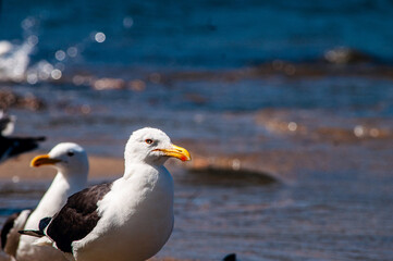 seagull on the beach