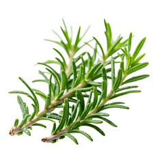 Fototapeta premium Rosemary_Herb_Fresh_Green_Sprigs_Cooking_Ingredient