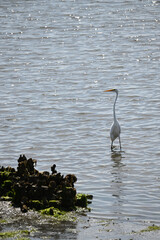 Great White Egret in Shallow Water with mussels and algae fishing