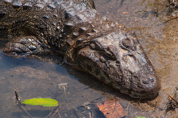 alligator in the everglades