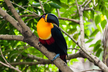 black-billed toucan