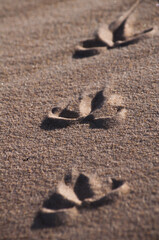 bird print on sand