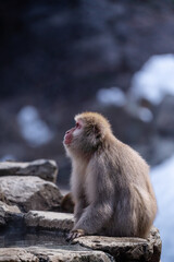 Japanese Snow Monkey Gazing into the Distance