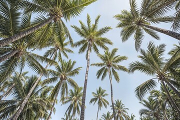 Fototapeta premium coconut palm trees concept palm tree in the wind palmeras en verano en una playa de méxico concepto coconut palm tree